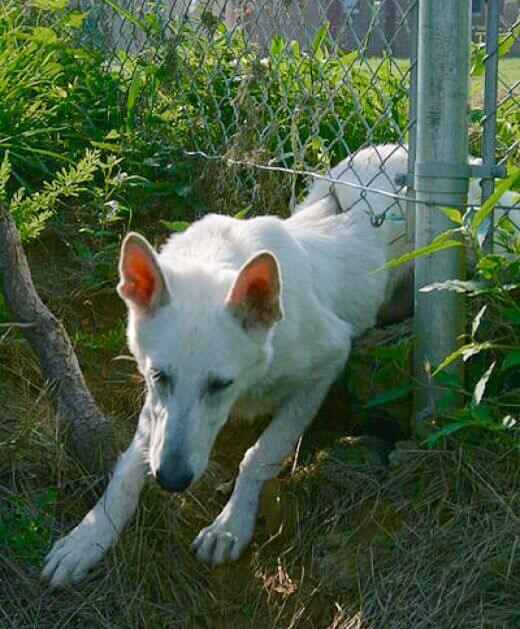 Dog escaping under clearance fence